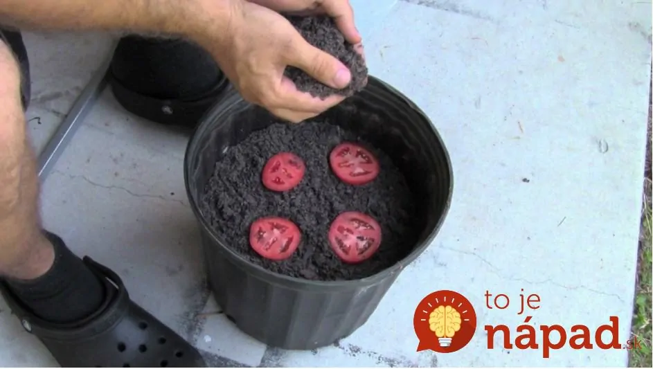 Kuracie prsia sú ďalším chutným a ľahkým receptom