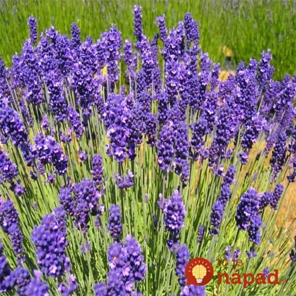 levandula-lekarska-02-g-osiva (1)