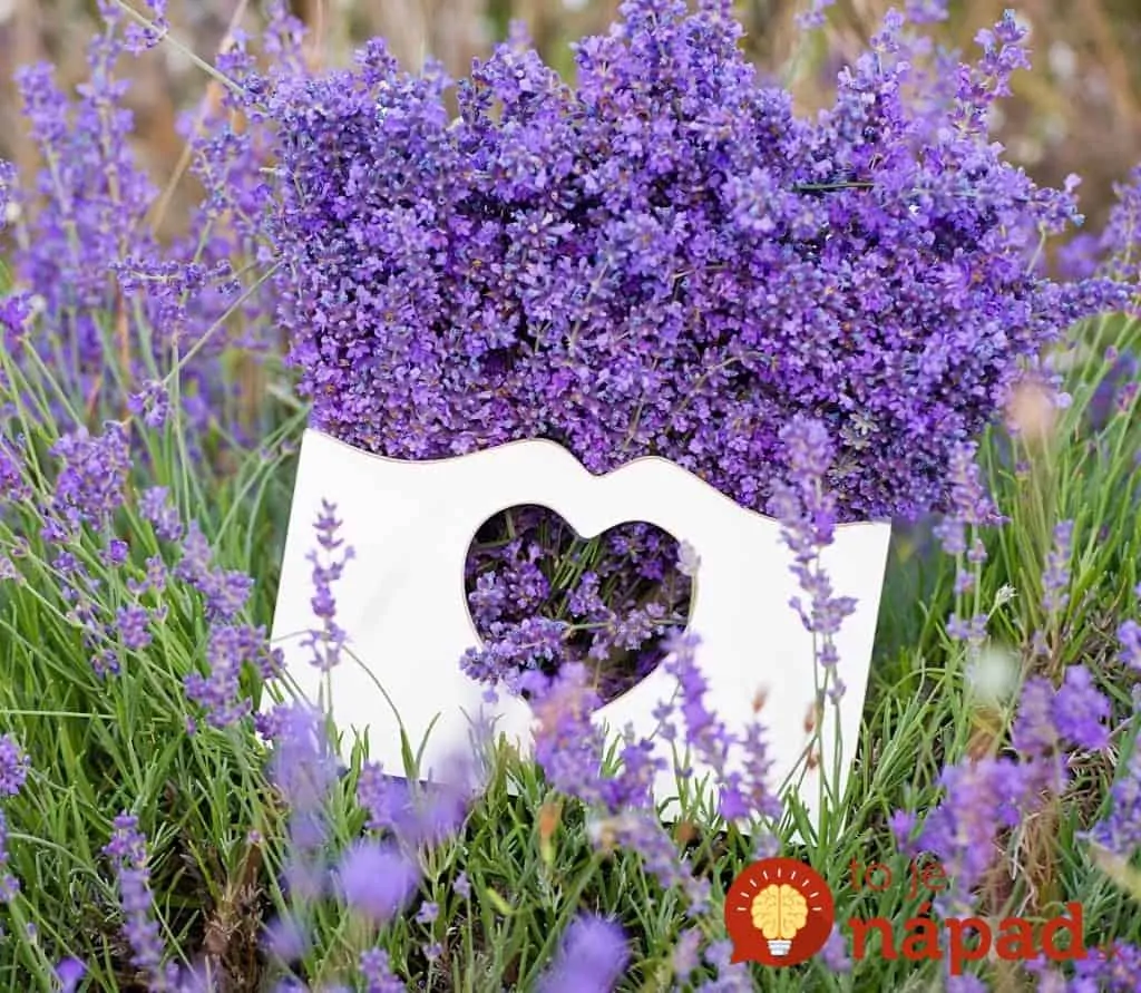 levandule-fialovy-zazrak-z-provence-levandulova-harmonie