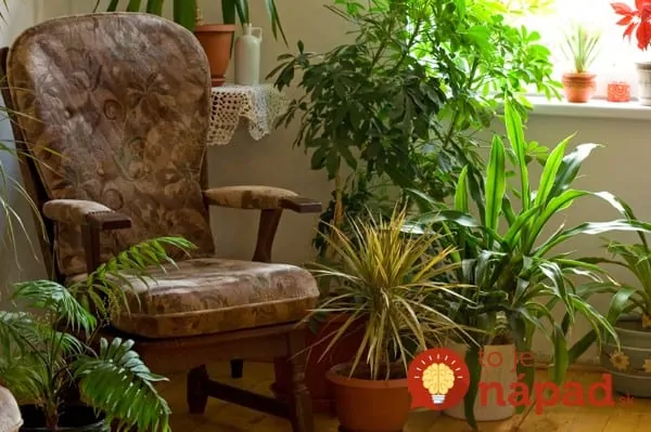 plant-corner-in-home_wqtuzq