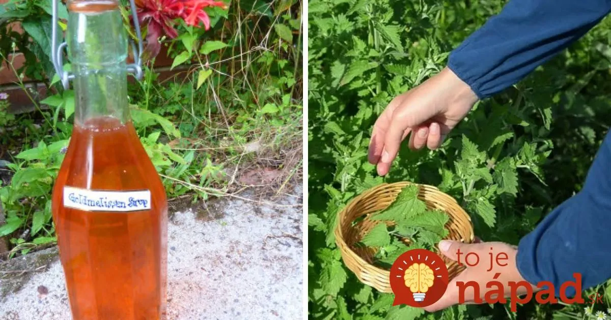 Sirup z medovky je zázrak, ktorý máte úplne zadarmo: Stačí lyžička večer a spíte ako bábätko!
