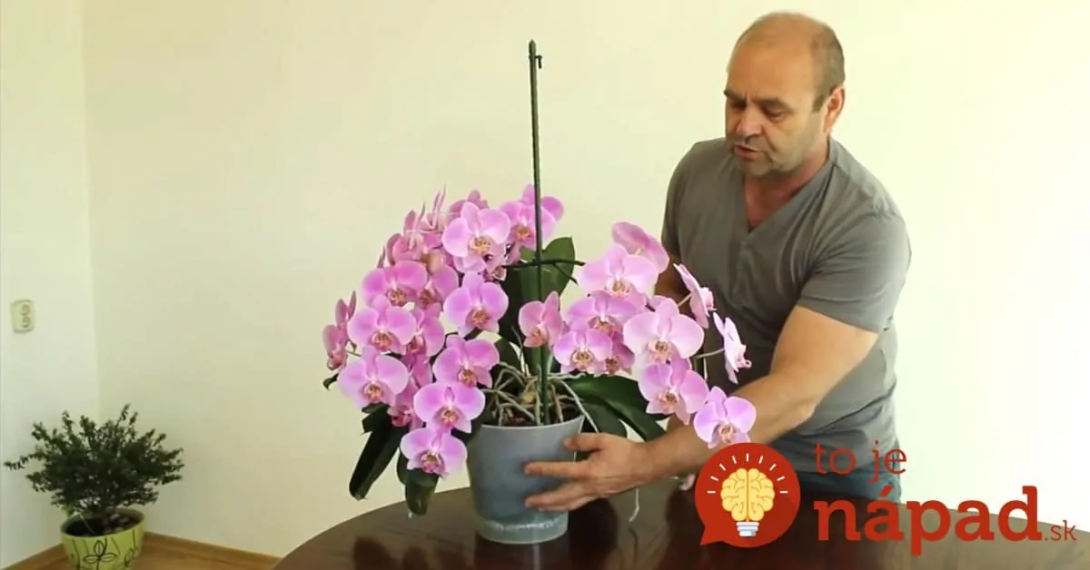 Majú aj 40 kvetov a kvitnú nonstop pol roka: Pestovateľ s najkrajšími orchideami prezradil, ako získať takúto nádheru!