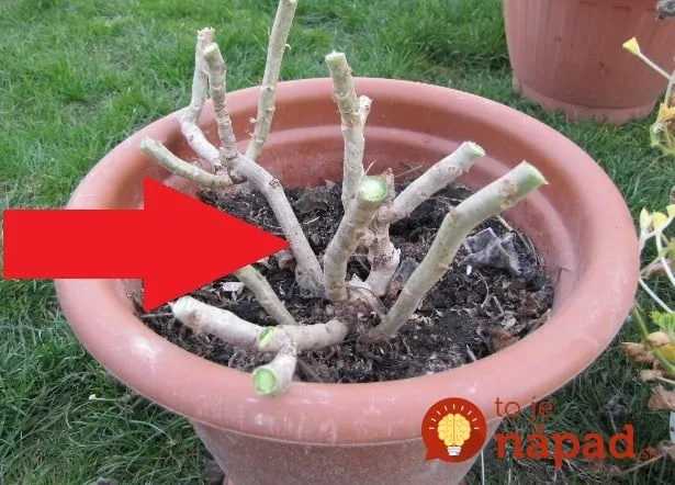 Neverila som, že to funguje, ale zmizli takmer okamžite: Geniálna rada od švagrinej, ako sa zbaviť mušiek v kvetináčoch!