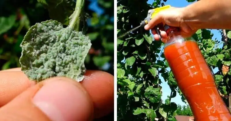 Babičkin liek na vošky: Funguje ZARUČENE a nepoškodí rastliny!
