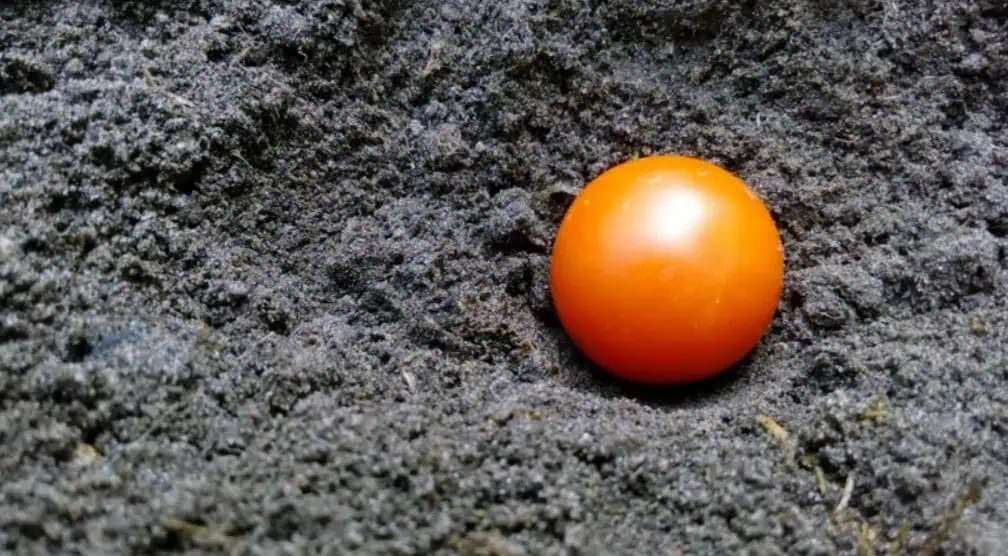 Toto je dôvod, prečo by ste mali na jeseň zakopať v záhrade celú paradajku: Budúci rok sa môžete tešiť na úrodu takmer bez námahy!