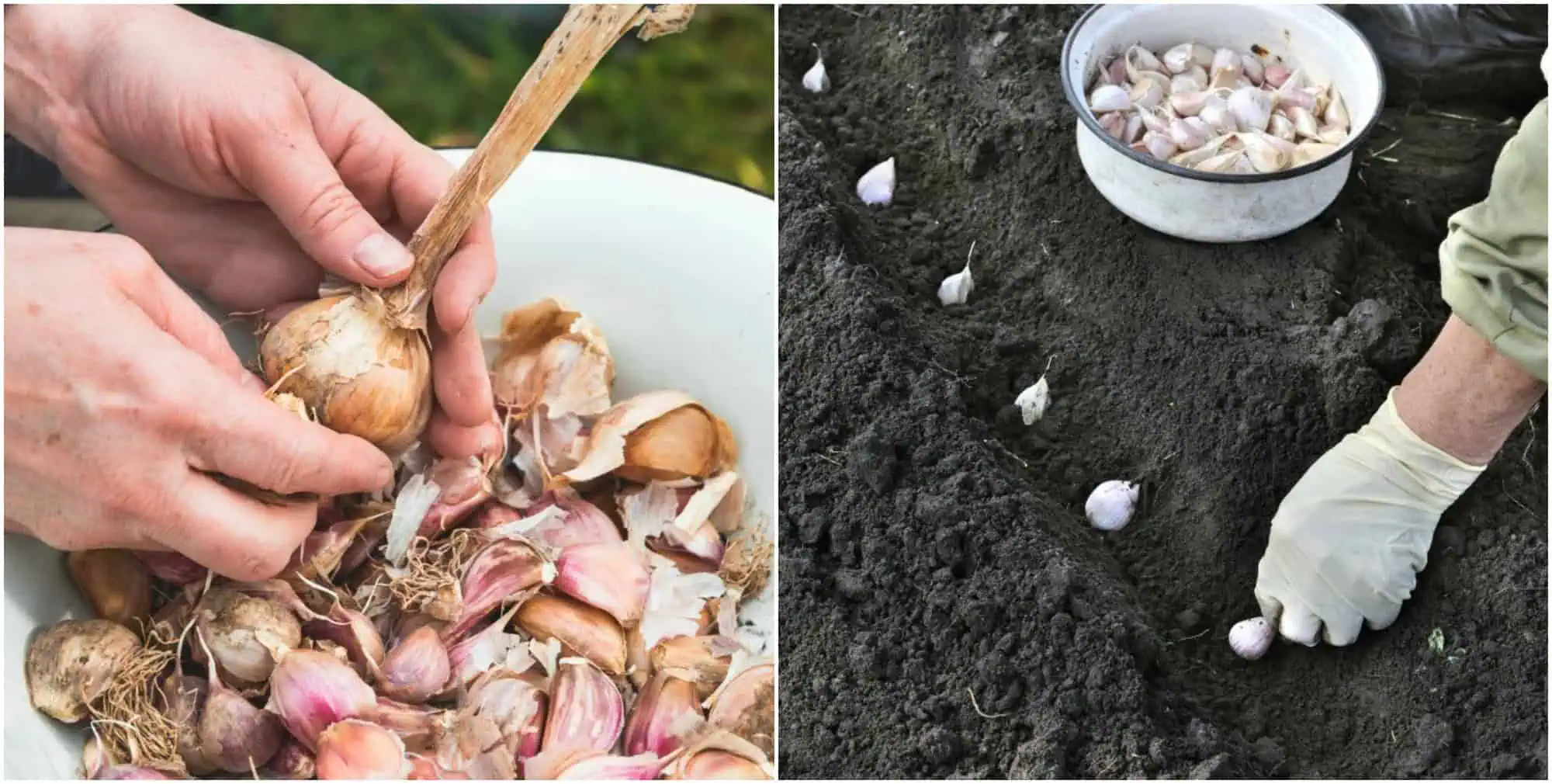 Kedy a ako sadiť zimný cesnak, aby priniesol dobrú úrodu: TOTO sú priaznivé dni na výsadbu!