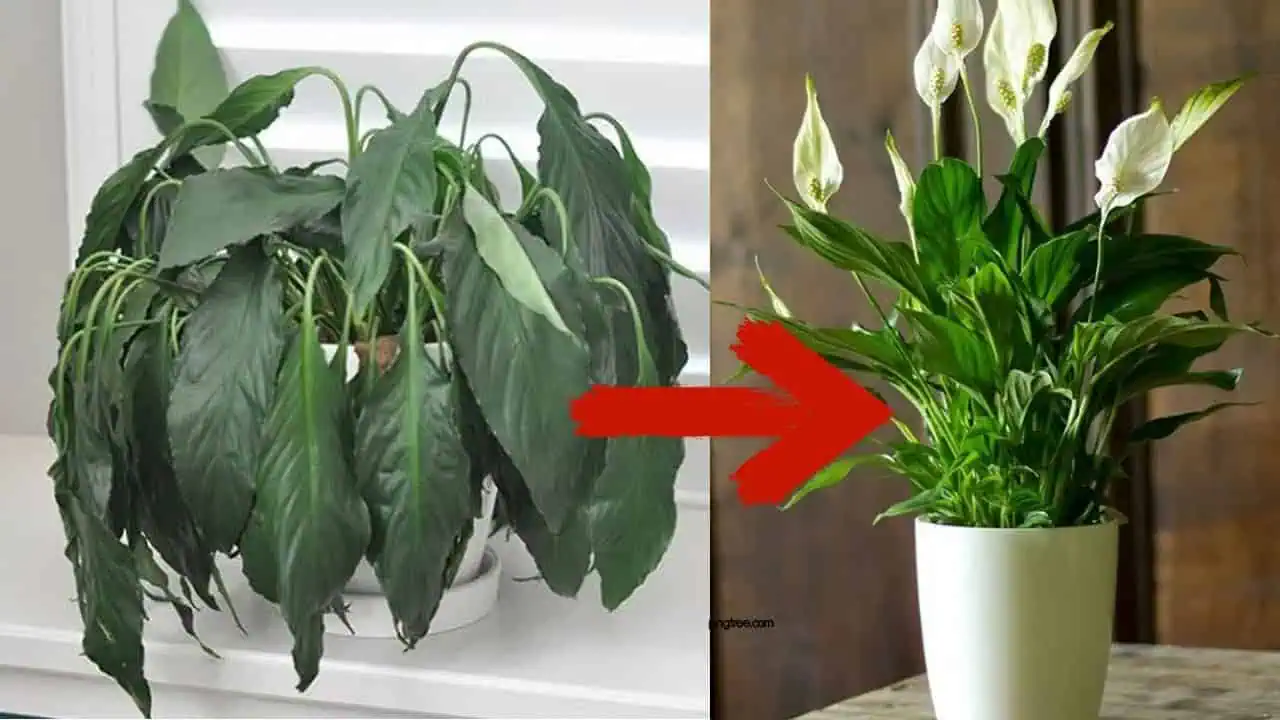 1 lyžica rovno do črepníka a LOPATKOVEC (Spathiphyllum) opäť krásne kvitne: TU je recept, ktorý ho zachránil!