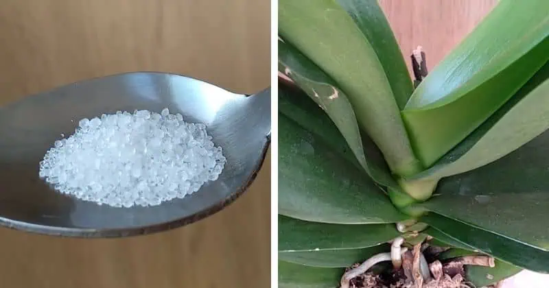 Dala som za malú LYŽIČKU svojim orchideám a do mesiaca mi všetky bohato kvitnú: NIKDY by som netipovala túto prísadu!