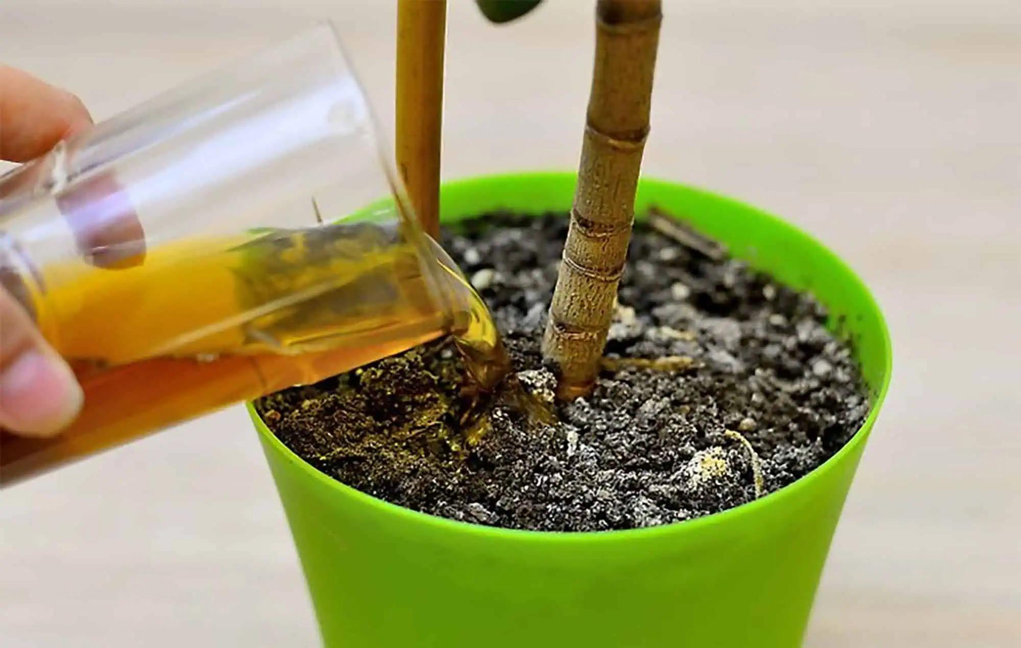ORCHIDEA, LOPATKOVEC AJ VIANOČNÝ KAKTUS: HNEĎ im doprajte tento kŕmenie a budú kvitnúť ako divé!