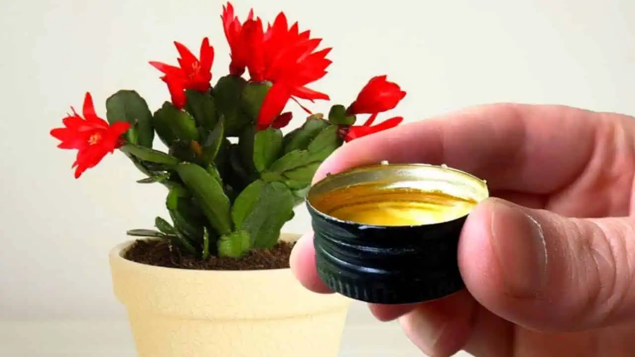 Šlumbergera (VIANOČNÝ KAKTUS) mi rozkvitol po piatich rokoch: Stačilo dať TOTO do kvetináča!