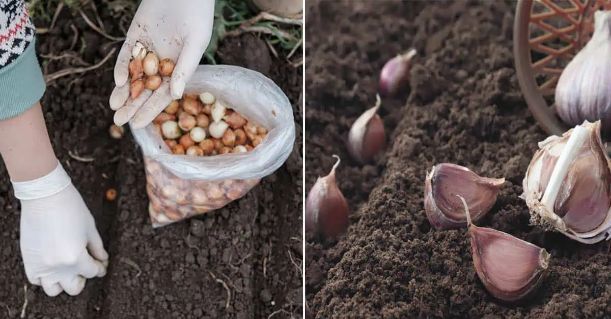TU je dátum, kedy treba v novembri sadiť CESNAK a cibuľu: Držte sa tejto rady a úrody bude najviac za posledné roky!