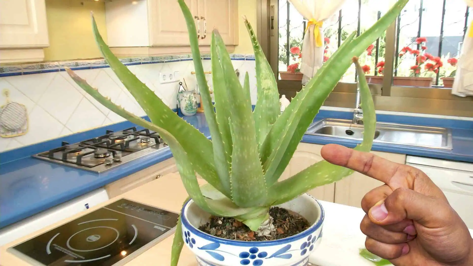 Viete, prečo musí byť aloe vera v KUCHYNI? Tajomstvo skúsených gazdiniek!