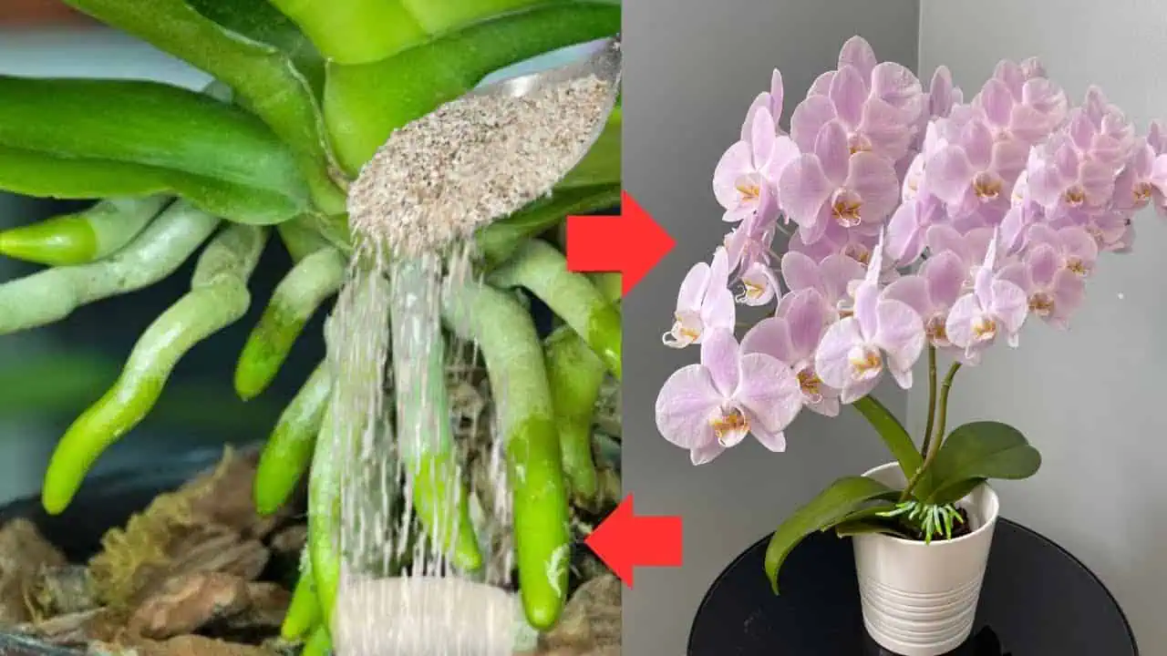 Urobte to koncom leta: 1 lyžica a aj tá najslabšia orchidea, ktorá nikdy nekvitla, rozkvitne!