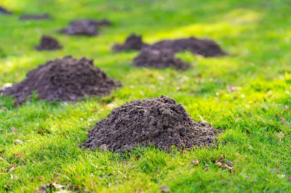DAJTE to hneď vedľa krtinca: Krtkovia utečú do posledného!