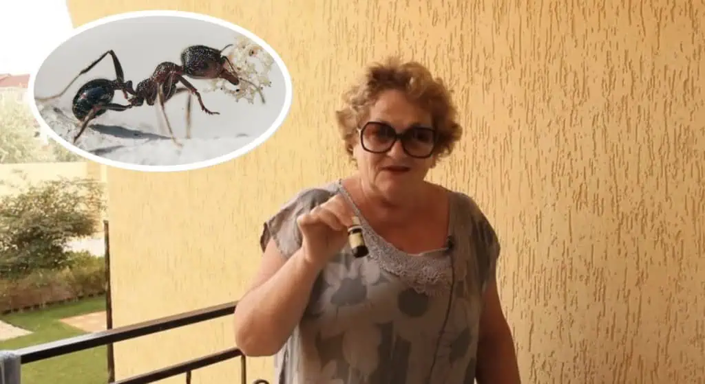 Pani Danica poradila najúčinnejší TRIK proti MRAVCOM: Toto som položila na zem a chytili sa úplne všetci – BEZ CHÉMIE!