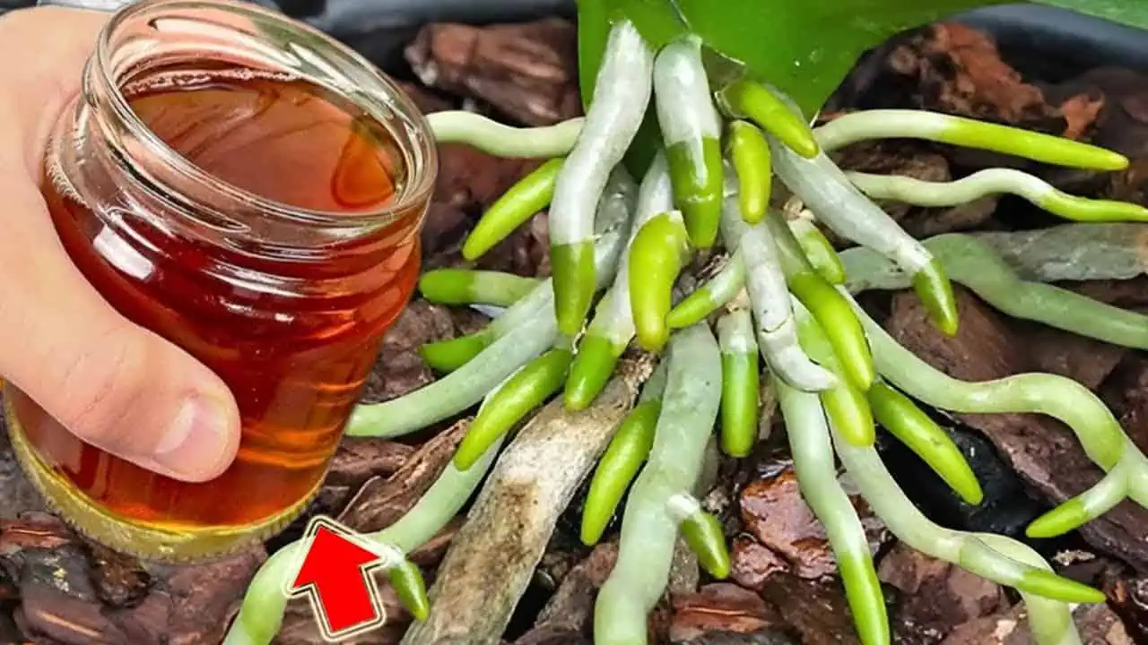 1 šálka za týždeň! Zdravé korene, pevné listy a orchidey kvitnú celý rok!