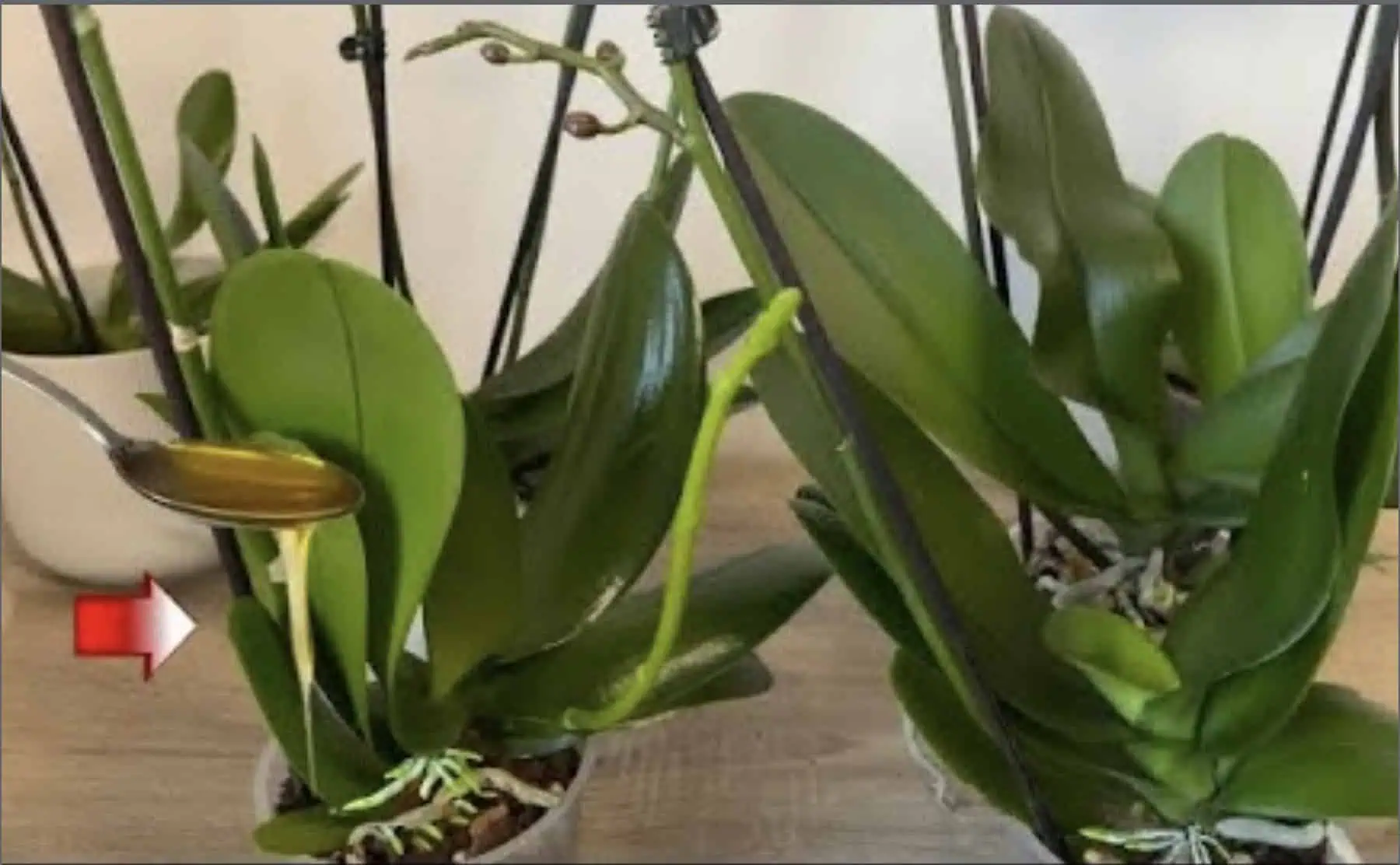 V lete dávam izbovkám 1 LYŽICU tejto domácej výživy: Už mi rozkvitla orchidea, lopatkovec aj tučnolist!