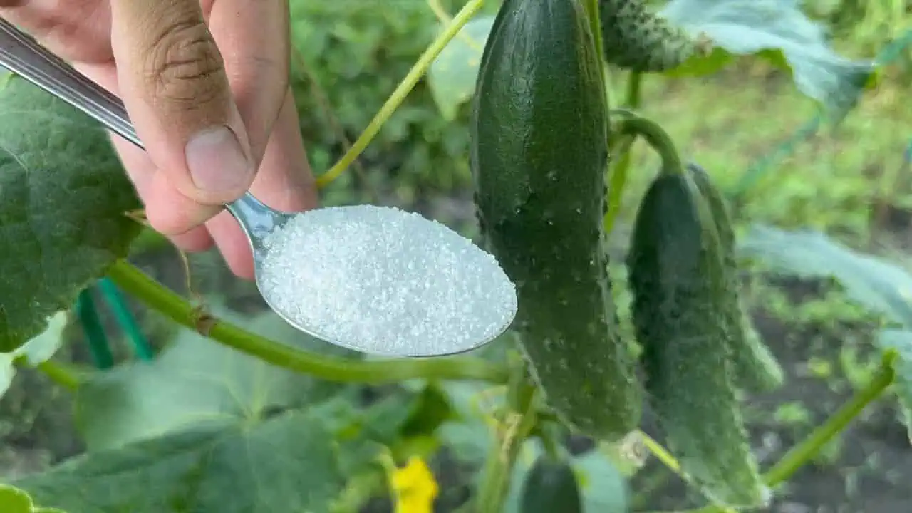 Chcete veľa UHORIEK, ktoré nie sú horké ? Urobte v JÚLI toto a nebude stíhať zavárať!