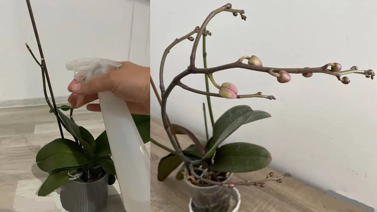 Vyskúšajte túto metódu, aby orchidea koncom leta nahodila veľa nových výhonkov!