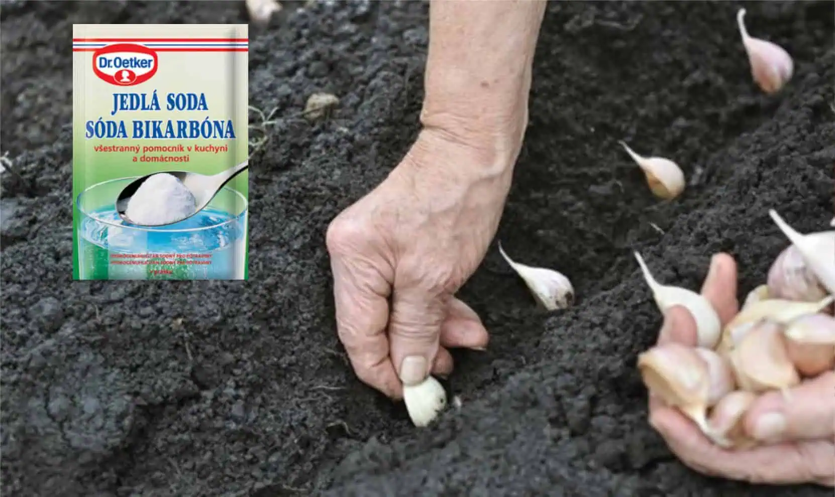 Po obyčajnej sóde rastie cesnak ako divý: Žiadna pleseň, choroby a úrody máme 2x toľko!