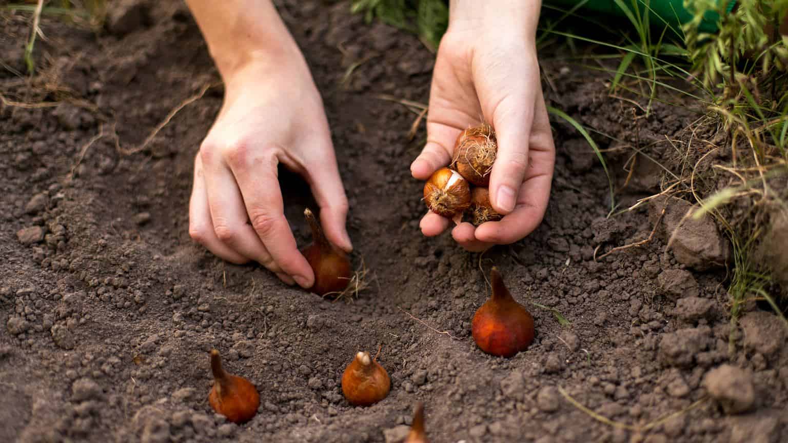 Kedy treba sadiť tulipány? Urobte to v tomto TERMÍNE a na jar ich môžete aj predávať!
