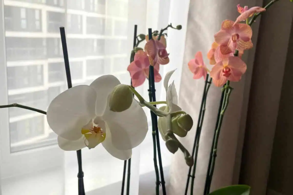 Recept pani Olinky donúti kvitnúť všetky vaše orchidey: Pridajte ju do kvetináča a hneď nahadzujú puky!