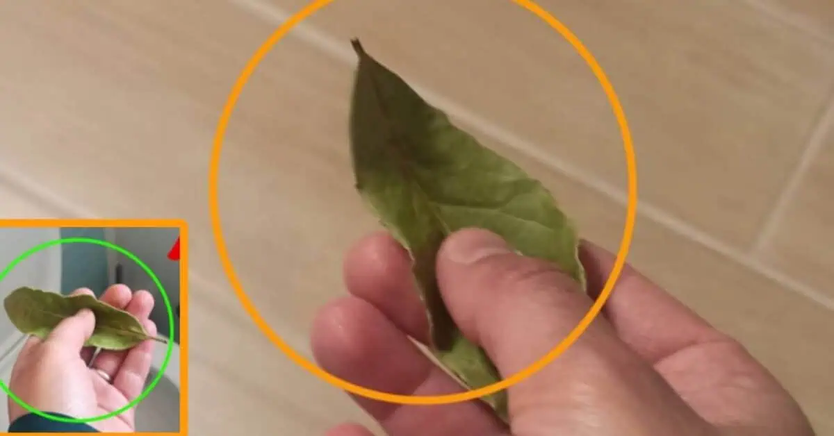 Už žiadny zápach v dome: TRIK s bobkový listom, bez ktorého sa už nikdy nezaobídete!