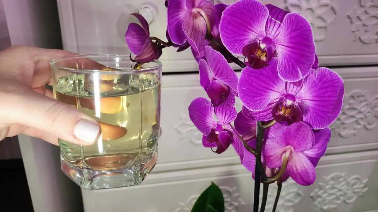 Nalejte to do kvetináča a ORCHIDEA sa okamžite prebudí: Nové korene a kvety nestihnete ani spočítať!