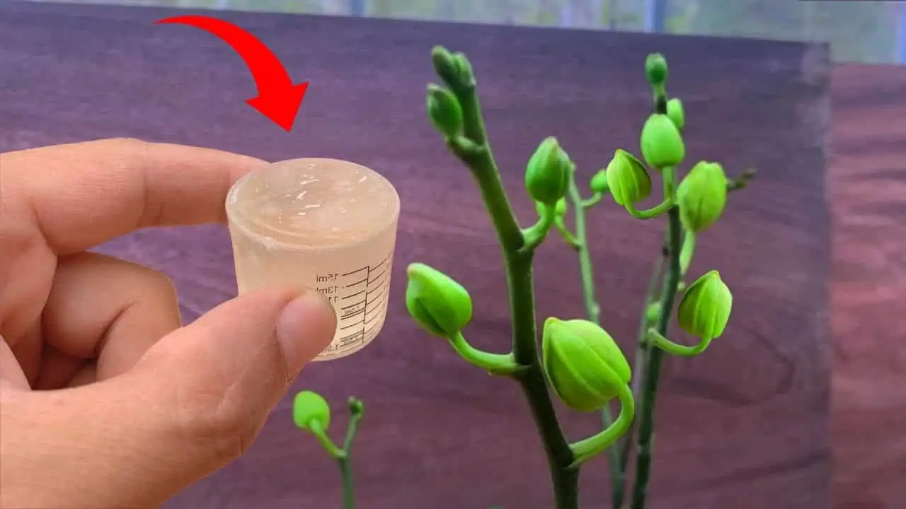 Stačí naliať do kvetináča raz za mesiac a každá orchidea bude vyzerať nádherne!