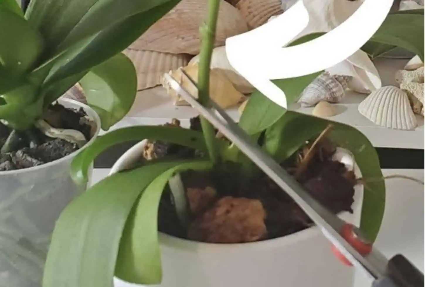 Pre všetkým, ktorým odkvitla orchidea: Toto je najjednoduchší, odskúšaný spôsob, ako ju opäť rozkvitnúť!