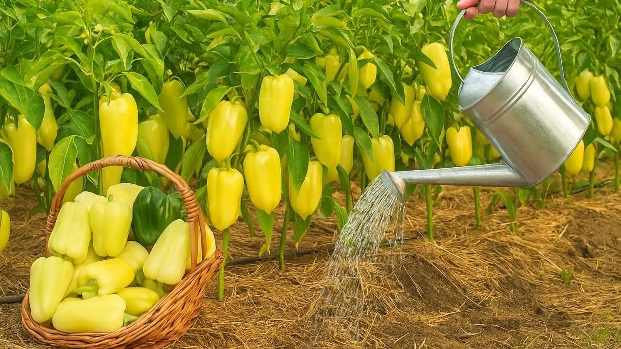 Prečo som tento RECEPT nepoznala skôr? Paprika po ňom vyrastie z večera do rána, plody sú veľké a bez chorôb!