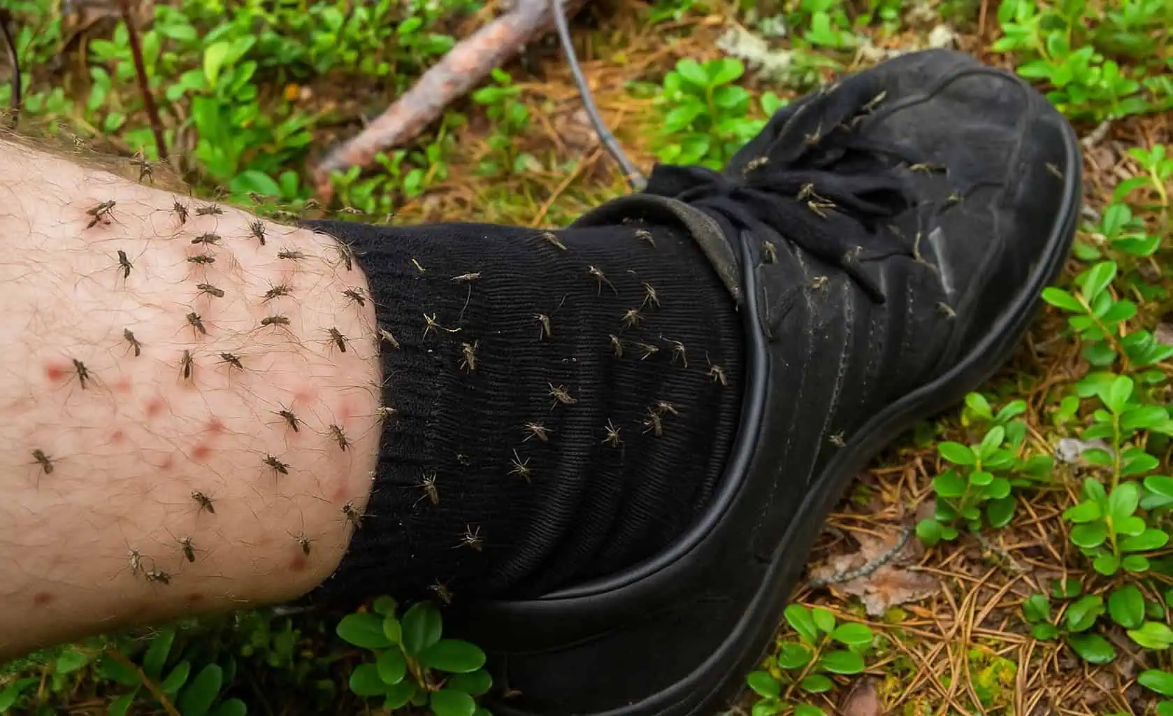 Bič na komáre, muchy aj ďalšiu háveď: Stačí spraviť TÚTO jednoduchú vec a máte pokoj celú sezónu!