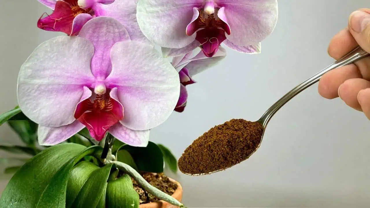 Skutočný poklad pre orchidey! Kvitnú nonstop a korene rastú ako šialené!