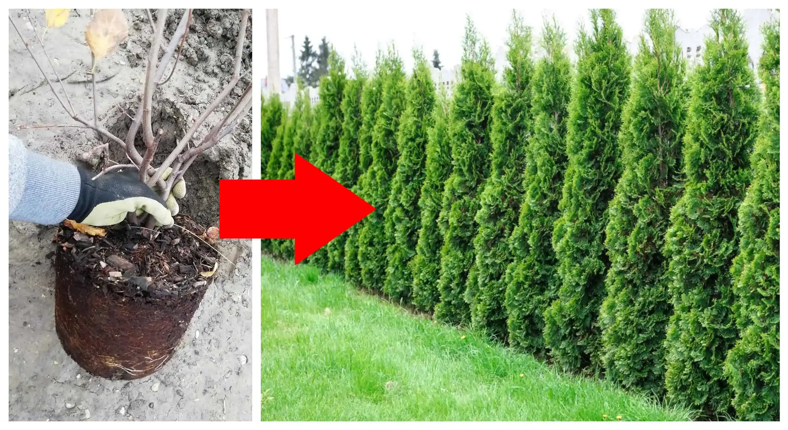 Zabudnite na TUJE: Vysaďte si k plotu tento krík – vyzerá prenádherne a na jar vám zarodí chutné ovocie!