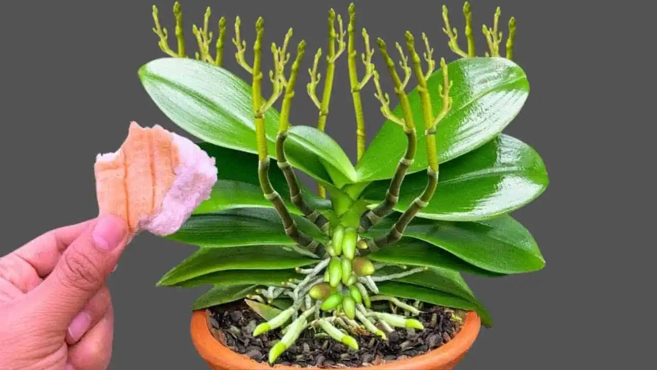 Položte 1 kus pod orchideu! Vyrastie 100 nových výhonkov a kvitne po celý rok!