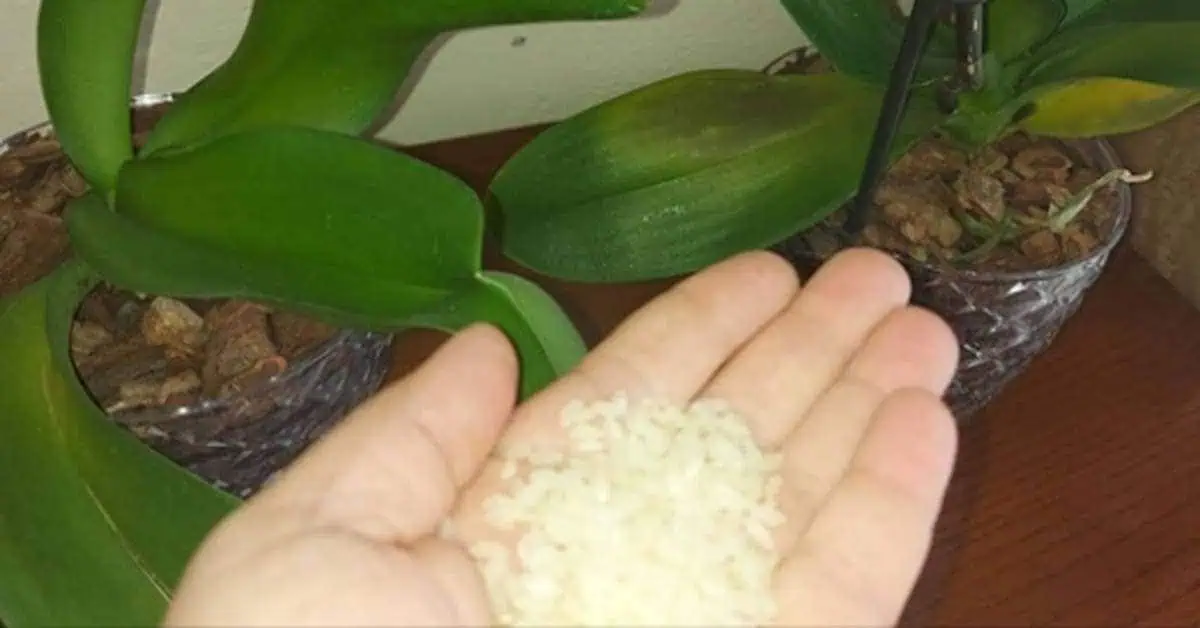 Dala som 1 kopček svojim orchideám a do dvoch týždňoch mi všetky bohato kvitnú: Dajte to VŠETKÝM kvetom!