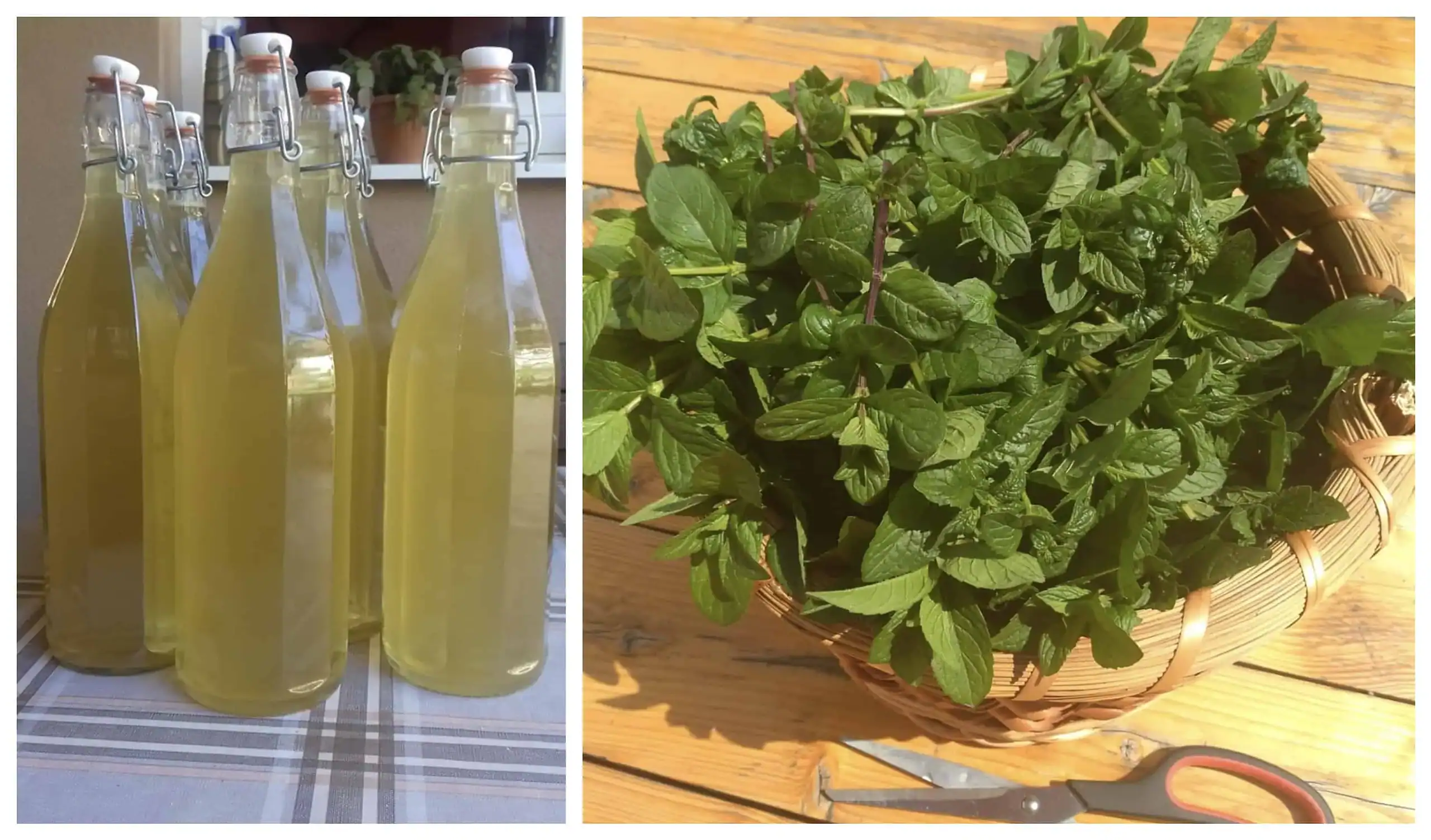 Ak máte v záhrade veľa mäty, vyskúšajte zázračný mätový sirup BEZ varenia: 1 lyžička odstráni bolesť brucha, zlepší trávenie a pomôže pri migréne!