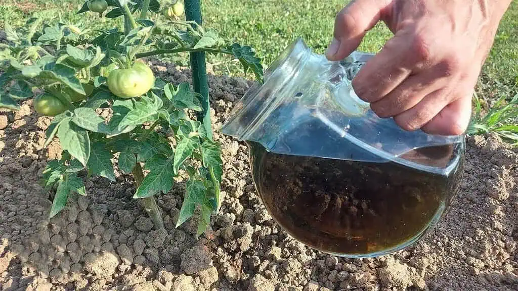 Zdvojnásobte úrodu uhoriek, papriky a paradajok: Hneď zalejte týmto domácim ZÁZRAKOM!