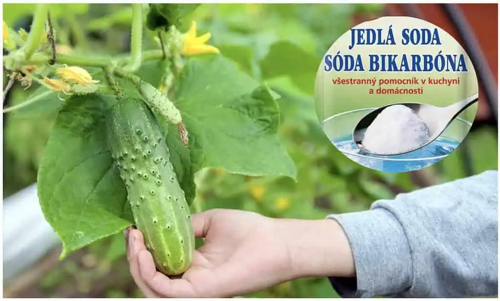 Jedlá sóda je pre uhorky najlepší LIEK, učila ma starká: Takto ju treba použiť na získanie EXTRA bohatej úrody!