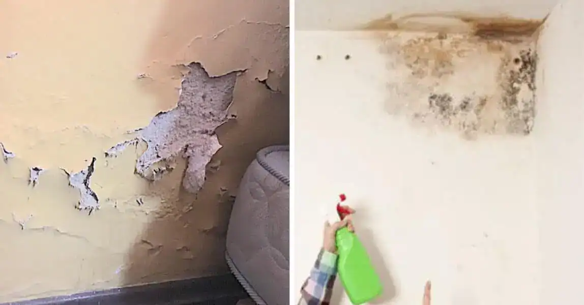 Domáci trik, ako sa raz a navždy zbaviť plesní a VLHKÝCH STIEN v byte: Toto pomohlo viac, ako drahé prípravky z obchodu!