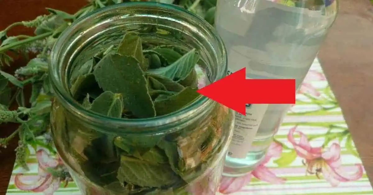 Môj manžel vyrába najlepší MÄTOVÝ LIKÉR a objednáva ho celá ulica: TU je recept!