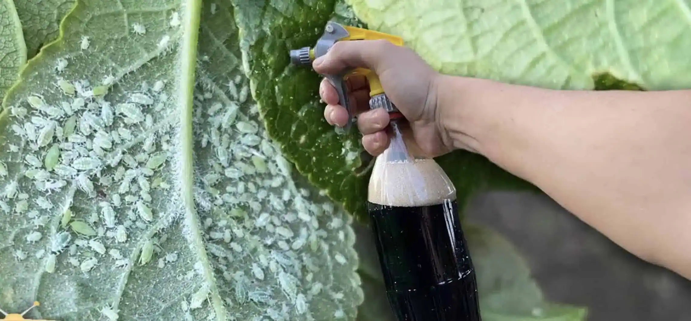 Obyčajná Coca-Cola zabíja VOŠKY lepšie ako chémia: Stačilo s ňou urobiť toto a z dvora zmizli okamžite!
