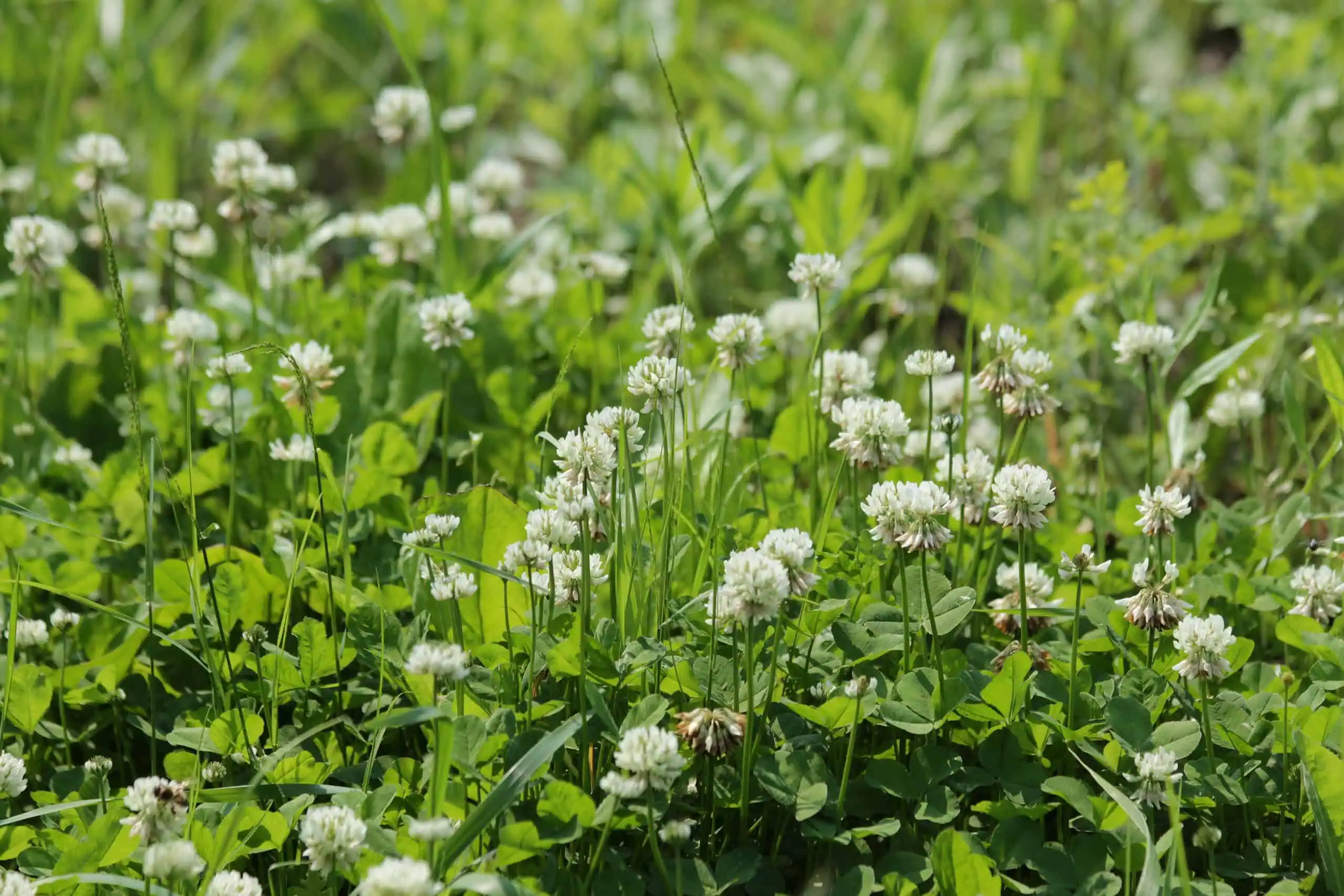 Ďatelina plazivá (Trifolium repens): Nenápadná bylina s pozoruhodnými účinkami!