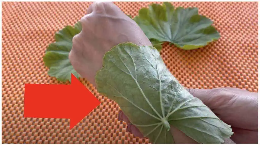 Toto RADÍM každému, koho trápia KĹBY, akné a bolesť uší: Musíte skúsiť, čo dokážu tieto zelené listy!