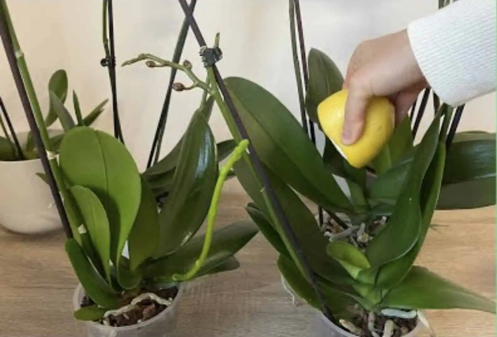ORCHIDEA – najlepší TRIK pre bohaté kvitnutie, jasne zelené listy a zdravé korene!