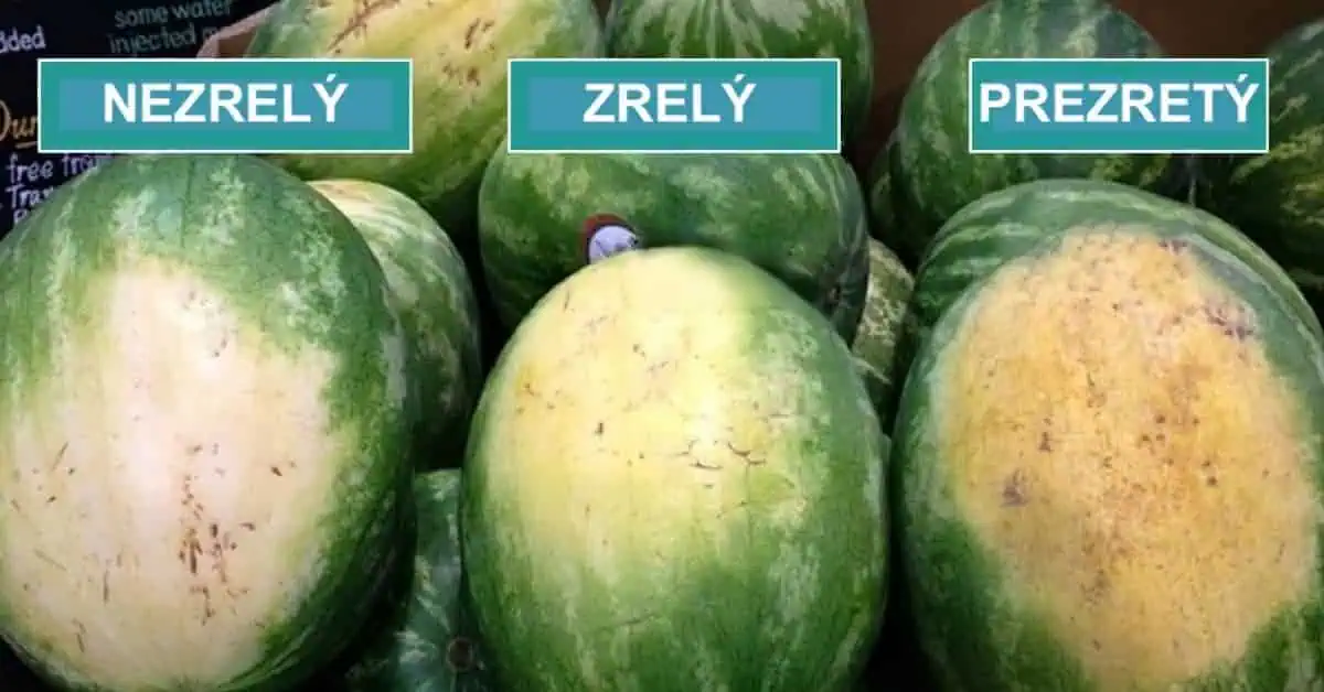 Ako si vybrať NAJLEPŠÍ melón bez toho, aby ste ho ochutnali, alebo videli vnútro: Odskúšané, s týmto sa nedá pomýliť!