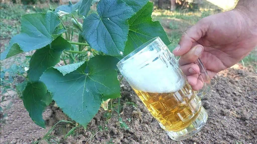 Záhradkári, poznáte účinok PIVA na uhorky? Oživuje mŕtve rastliny, uhorka po ňom opäť ožila!