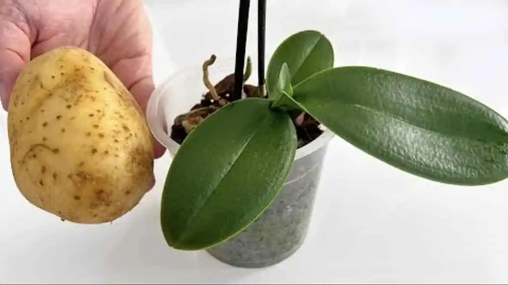 Po tejto domácej VÝŽIVE kvitne orchidea skoro NONSTOP: Žiadna pleseň, choroby a kvetov máme 5x toľko!