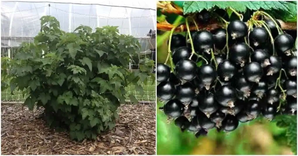Chcete o rok veľa veľkých ríbezlí? Spravte HNEĎ po zbere toto s každou rastlinou, nič viac!