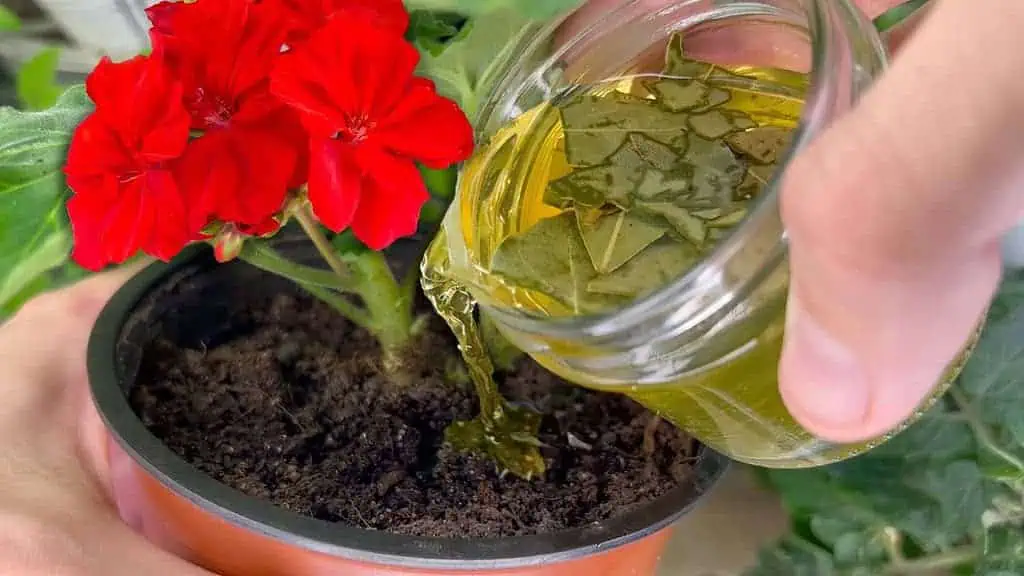 Som ohromená! Po tomto kŕmení aj krehký a zožltnutý ker zozelenie a znova kvitne – RECEPT na všetky izbovky aj balkónovky!